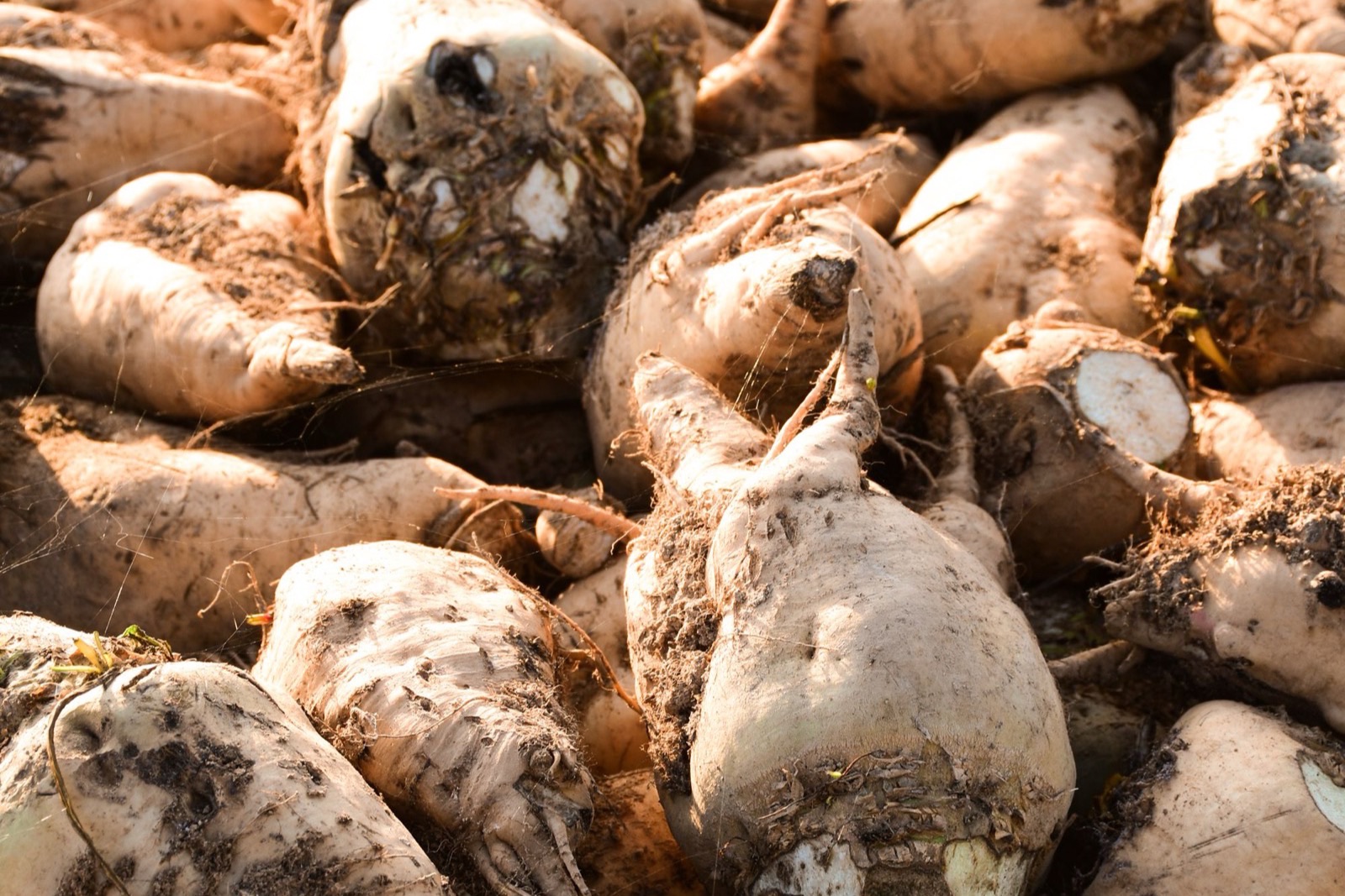 Betaine (trimethylglycine) trong mỹ phẩm: giữ ẩm và an toàn
