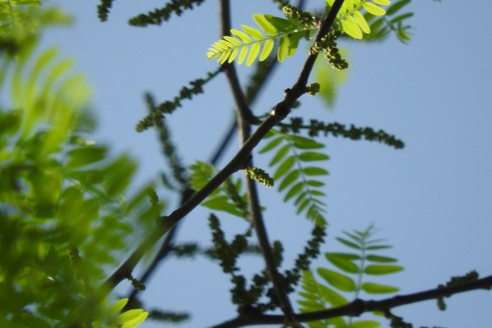 Bồ kết (Gleditsia) trong mỹ phẩm: saponin, bằng chứng và an toàn