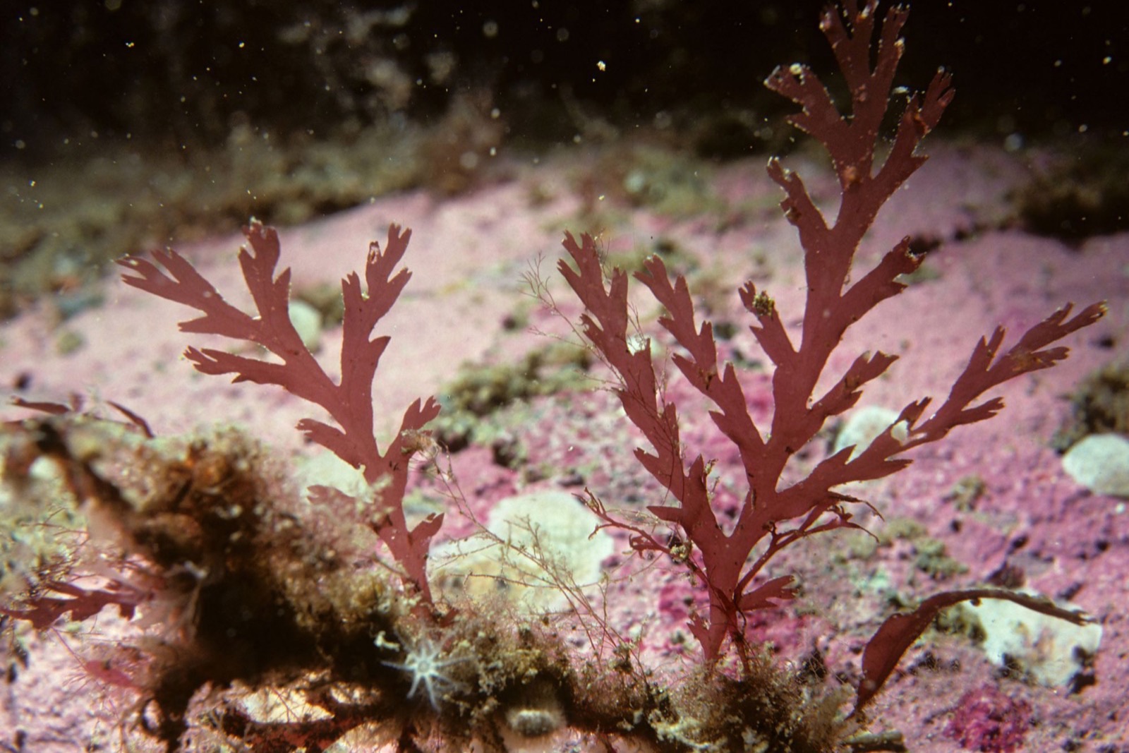Carrageenan (gôm tảo đỏ) trong mỹ phẩm: kappa, iota và an toàn