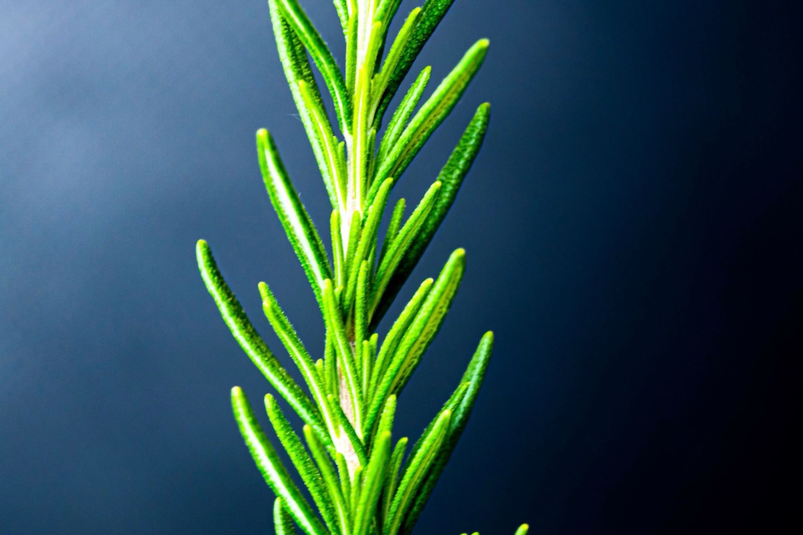 Chiết xuất lá hương thảo (Rosmarinus officinalis) trong mỹ phẩm