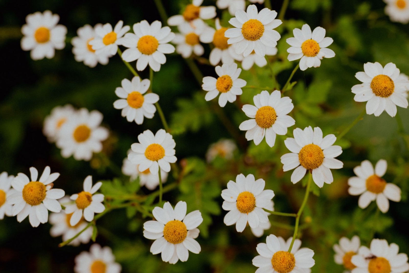 Cúc La Mã (chamomile) trong mỹ phẩm: làm dịu da và lưu ý dị ứng
