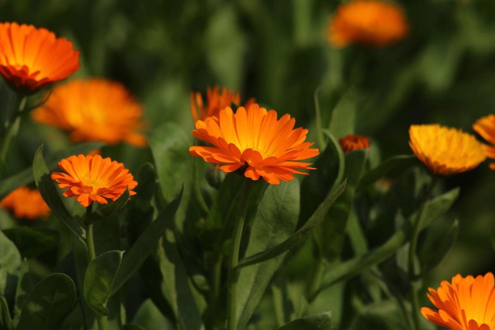 Cúc xu xi (calendula) trong mỹ phẩm: làm dịu da và lưu ý dị ứng
