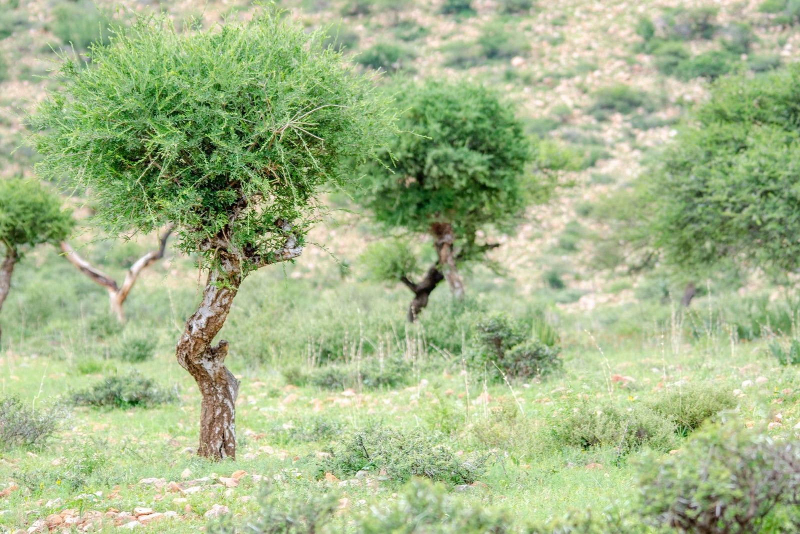 Dầu argan trong mỹ phẩm: thành phần, bằng chứng và an toàn