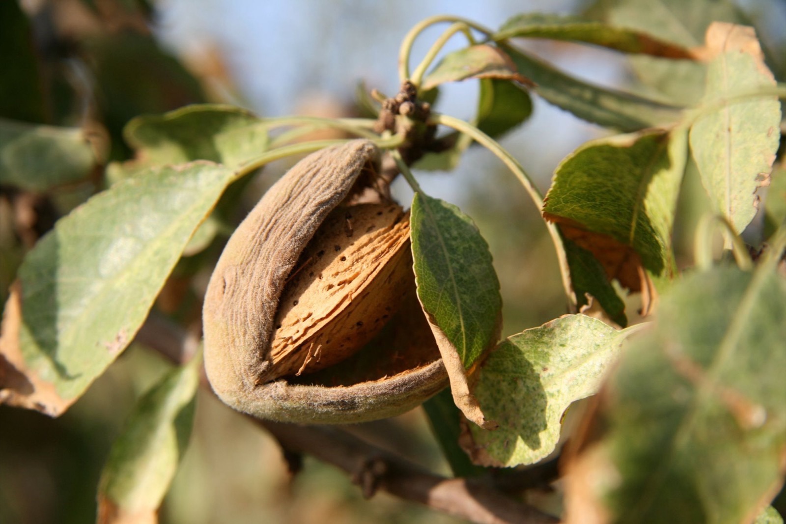 Dầu hạnh nhân ngọt (Prunus Amygdalus Dulcis) trong mỹ phẩm