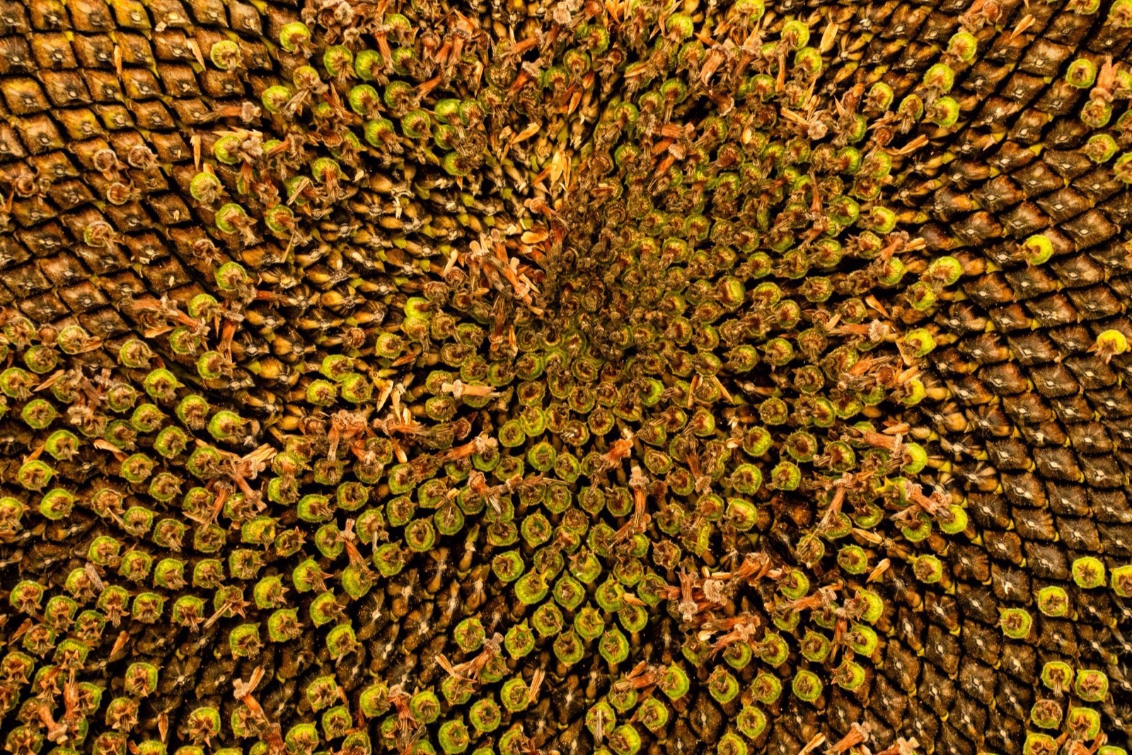 Dầu hướng dương (Helianthus Annuus) trong mỹ phẩm và độ an toàn