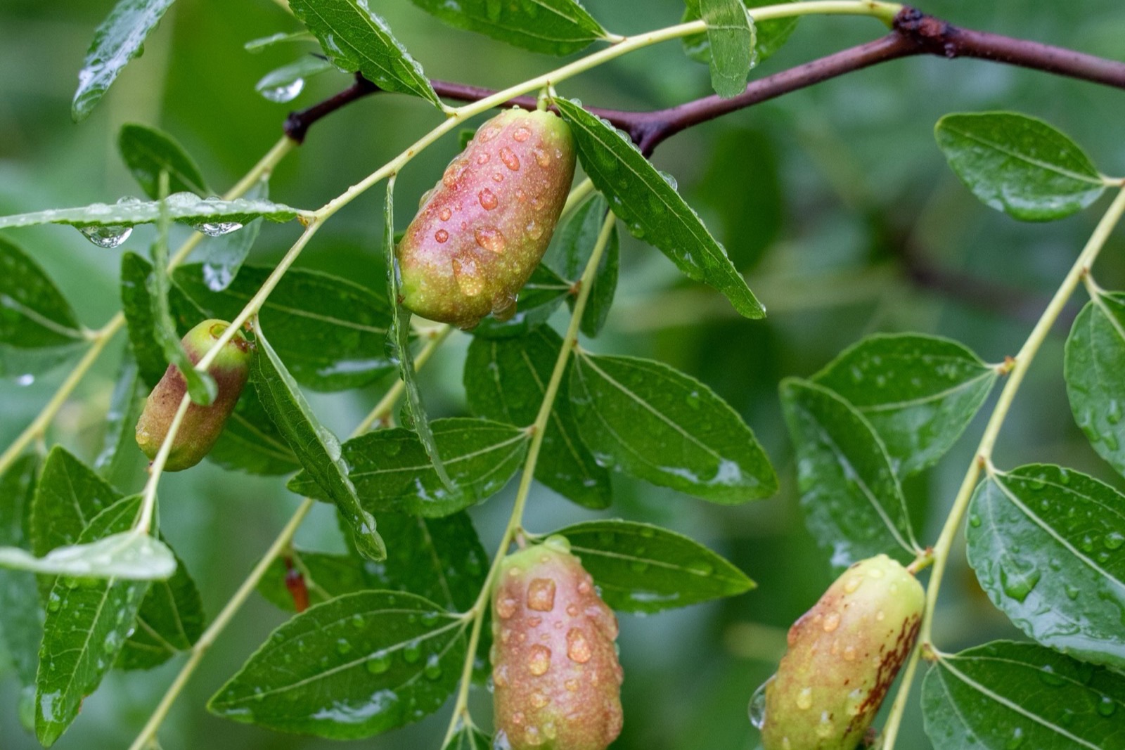 Dầu jojoba trong mỹ phẩm: bản chất sáp lỏng, công dụng và an toàn