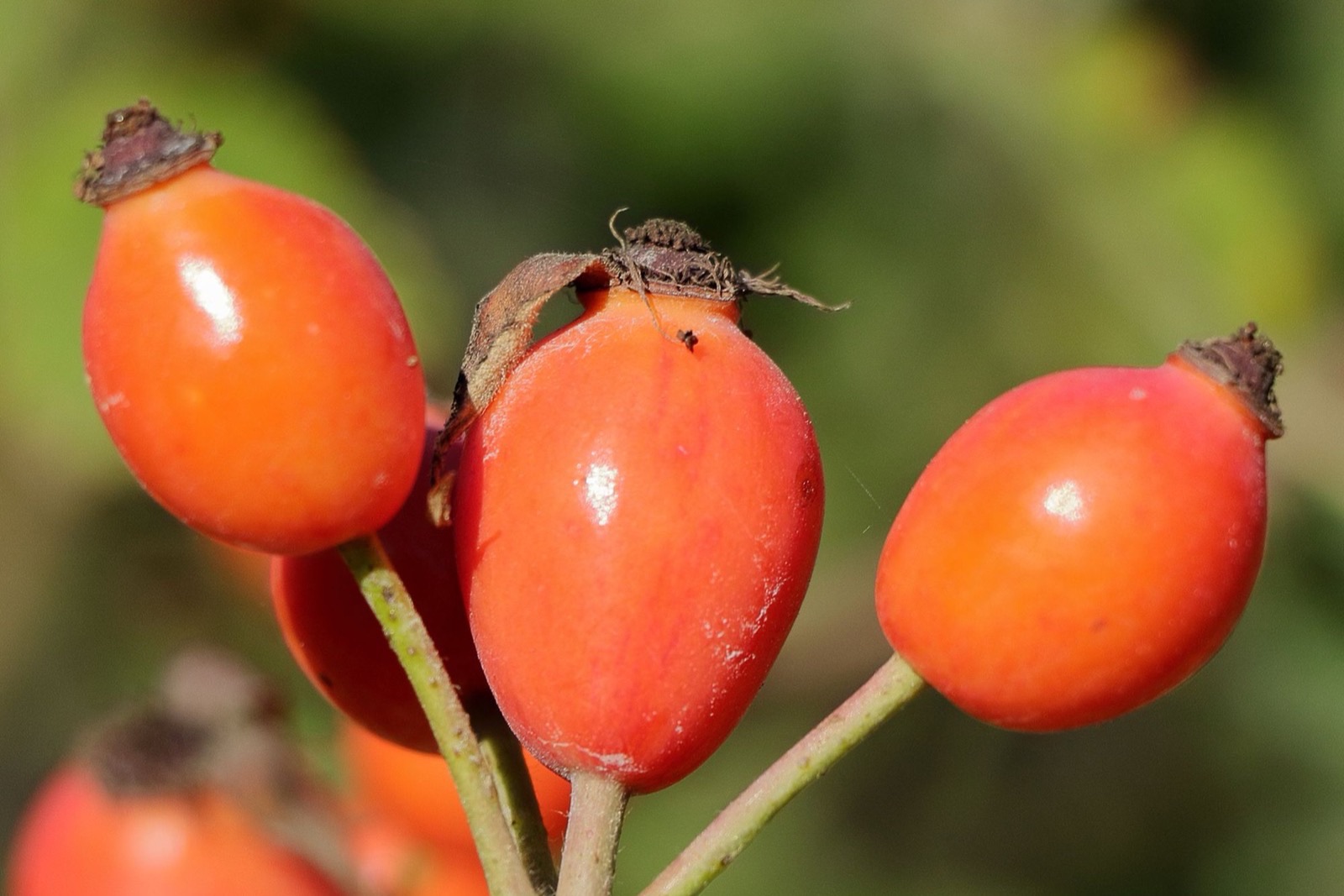 Dầu tầm xuân (rosehip) trong mỹ phẩm: bằng chứng và lưu ý