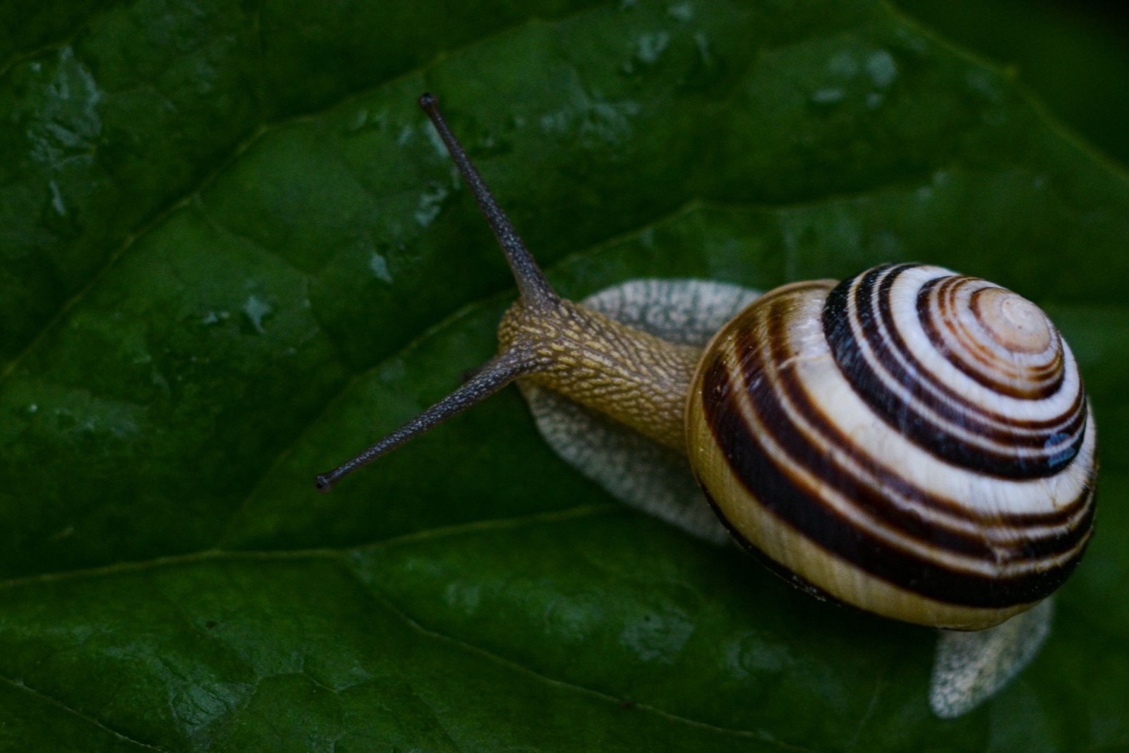Dịch ốc sên (snail mucin) trong mỹ phẩm: bằng chứng và lưu ý