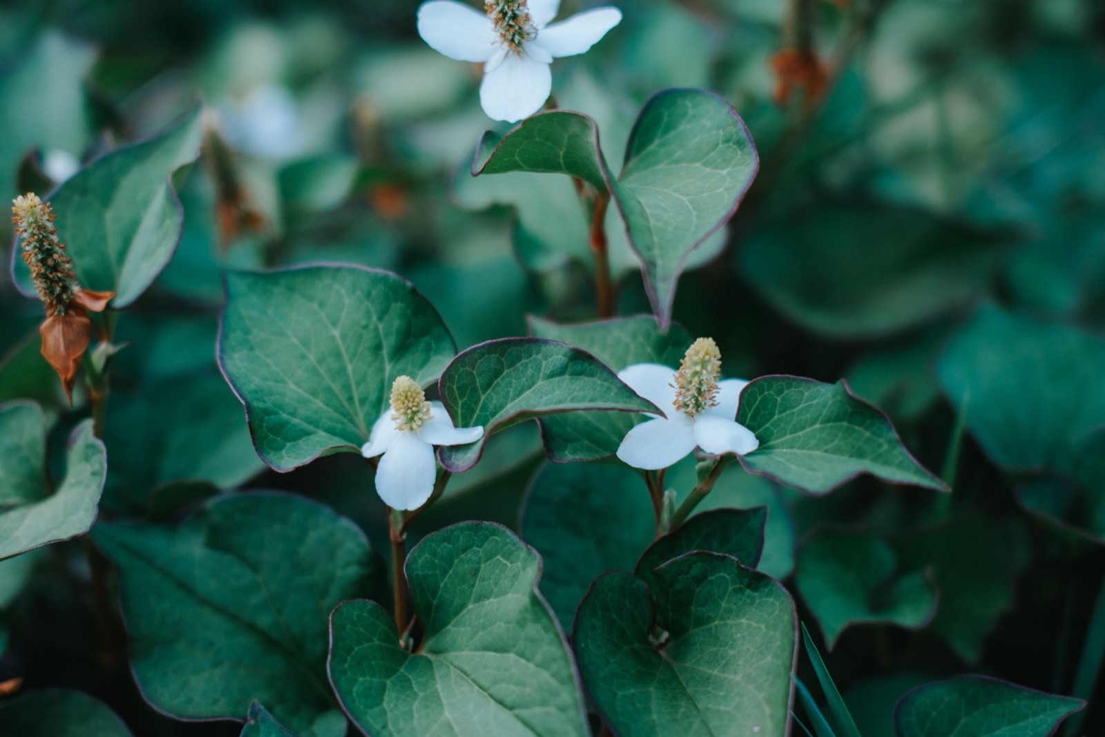 Diếp cá (Houttuynia cordata) trong mỹ phẩm: bằng chứng và an toàn