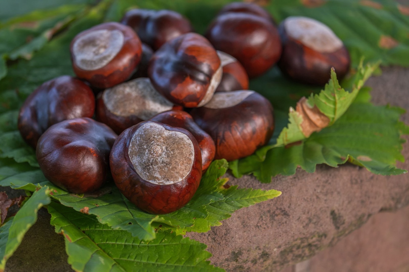 Hạt dẻ ngựa (Aesculus hippocastanum) trong mỹ phẩm và kem mắt