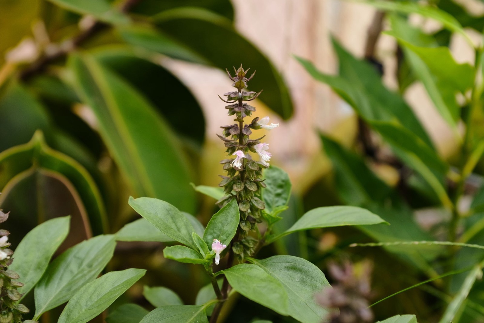 Hương nhu trắng (Ocimum gratissimum) trong mỹ phẩm và dầu gội