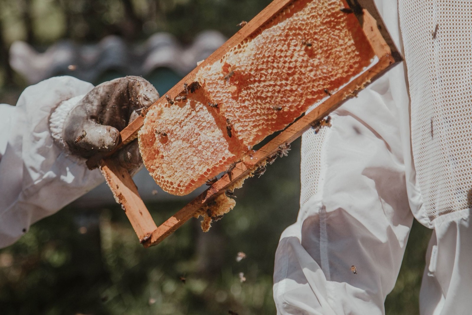 Keo ong (Propolis Extract) trong mỹ phẩm: thành phần và dị ứng