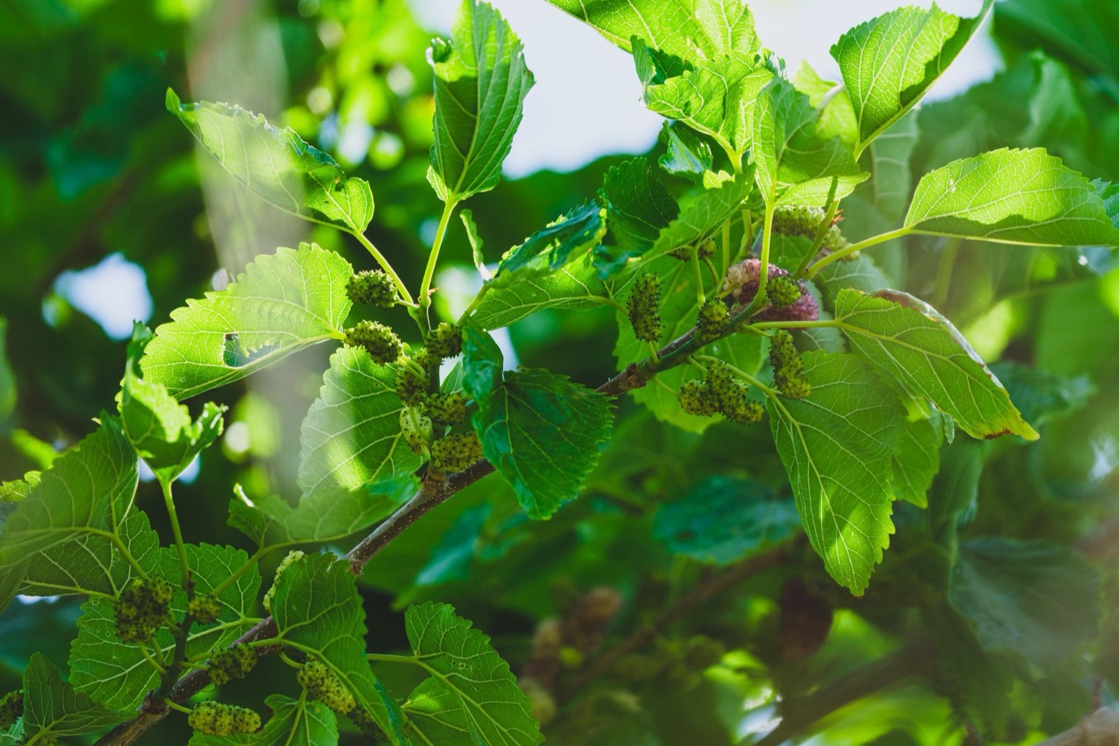 Chiết xuất lá dâu tằm (Morus alba) trong mỹ phẩm dưỡng sáng