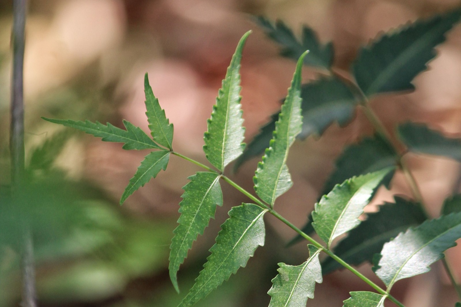 Lá neem (Melia azadirachta) trong mỹ phẩm: bằng chứng và an toàn