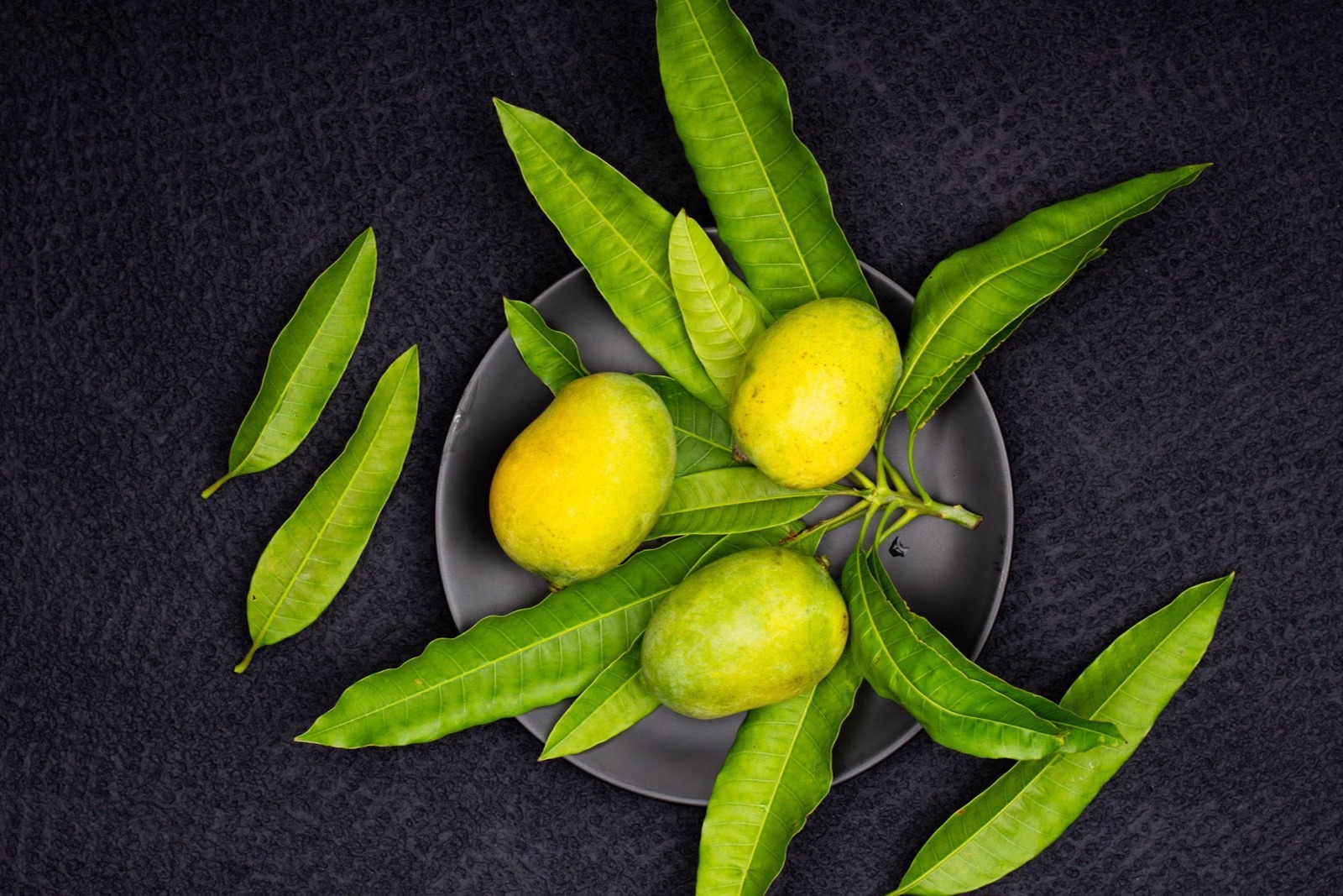 Lá xoài (Mangifera indica) trong mỹ phẩm: bằng chứng và an toàn