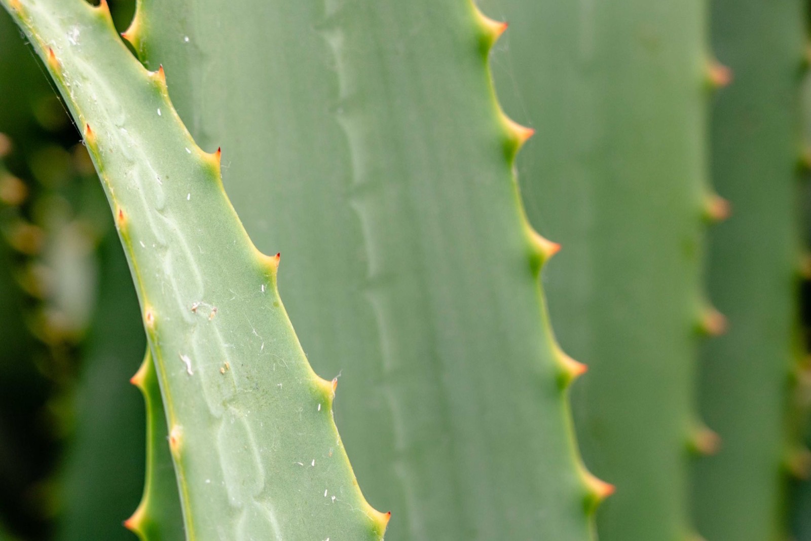 Lô hội (aloe vera) trong mỹ phẩm: dưỡng ẩm, làm dịu và an toàn