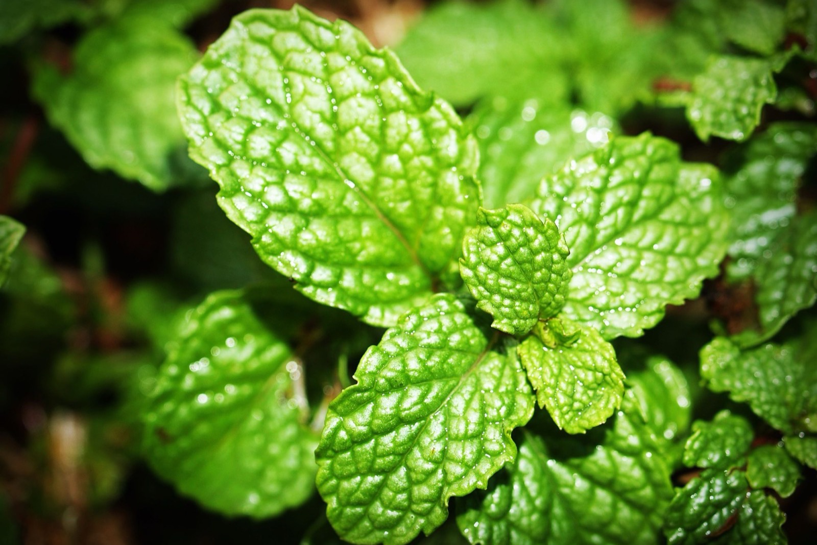 Menthol (tinh thể bạc hà) trong mỹ phẩm: mát da và lưu ý an toàn