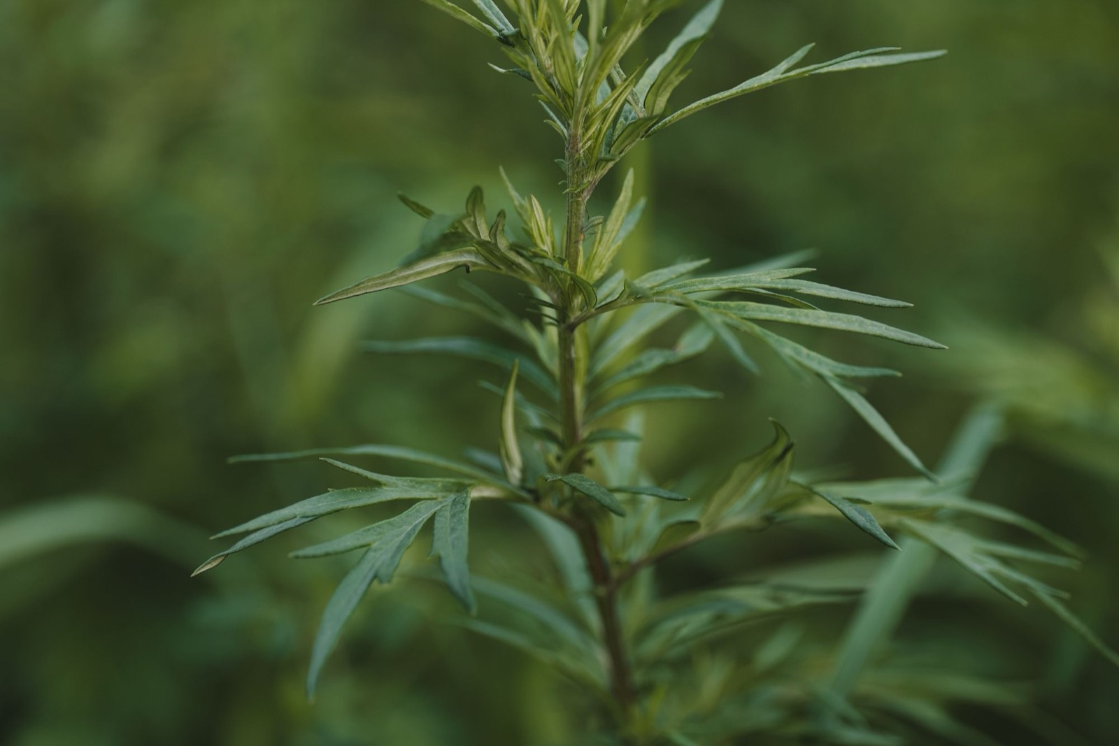 Ngải cứu (Artemisia vulgaris) trong mỹ phẩm: đúng loài, dị ứng