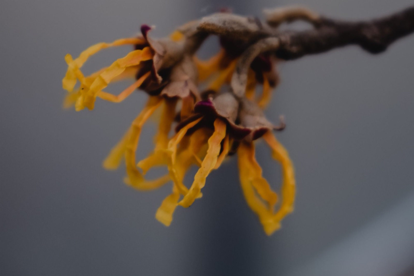 Nước cây phỉ (witch hazel) trong mỹ phẩm: cồn, tannin, bằng chứng