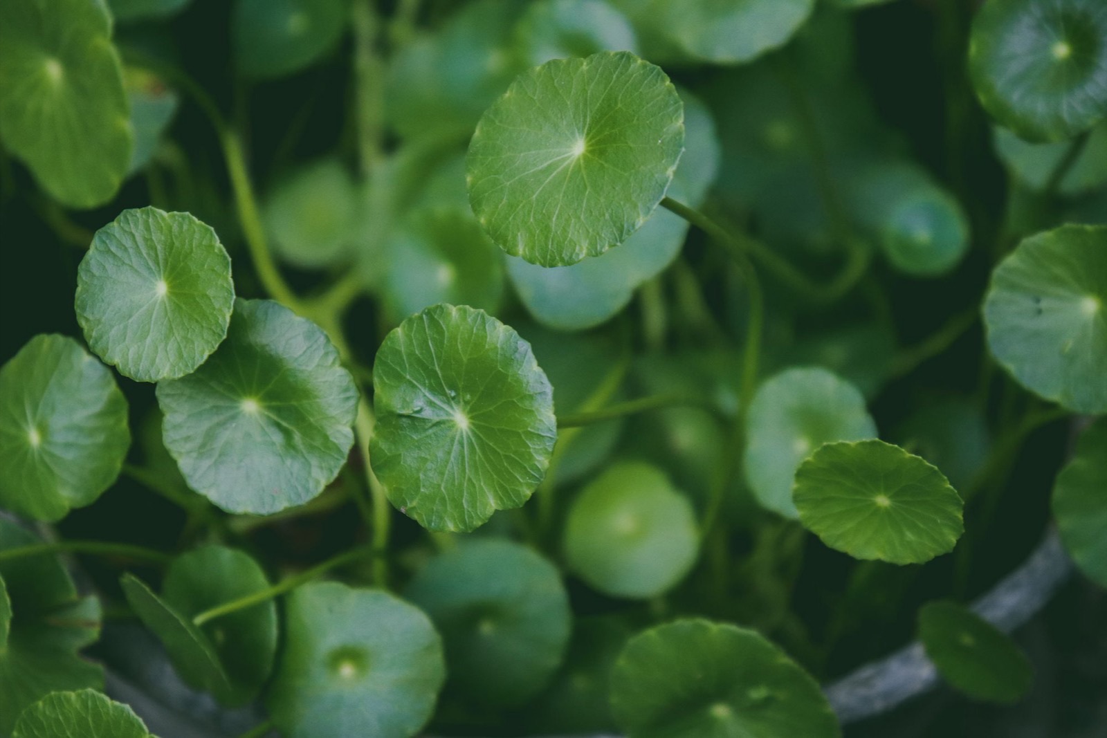Rau má (Centella asiatica) trong mỹ phẩm: công dụng, cách dùng
