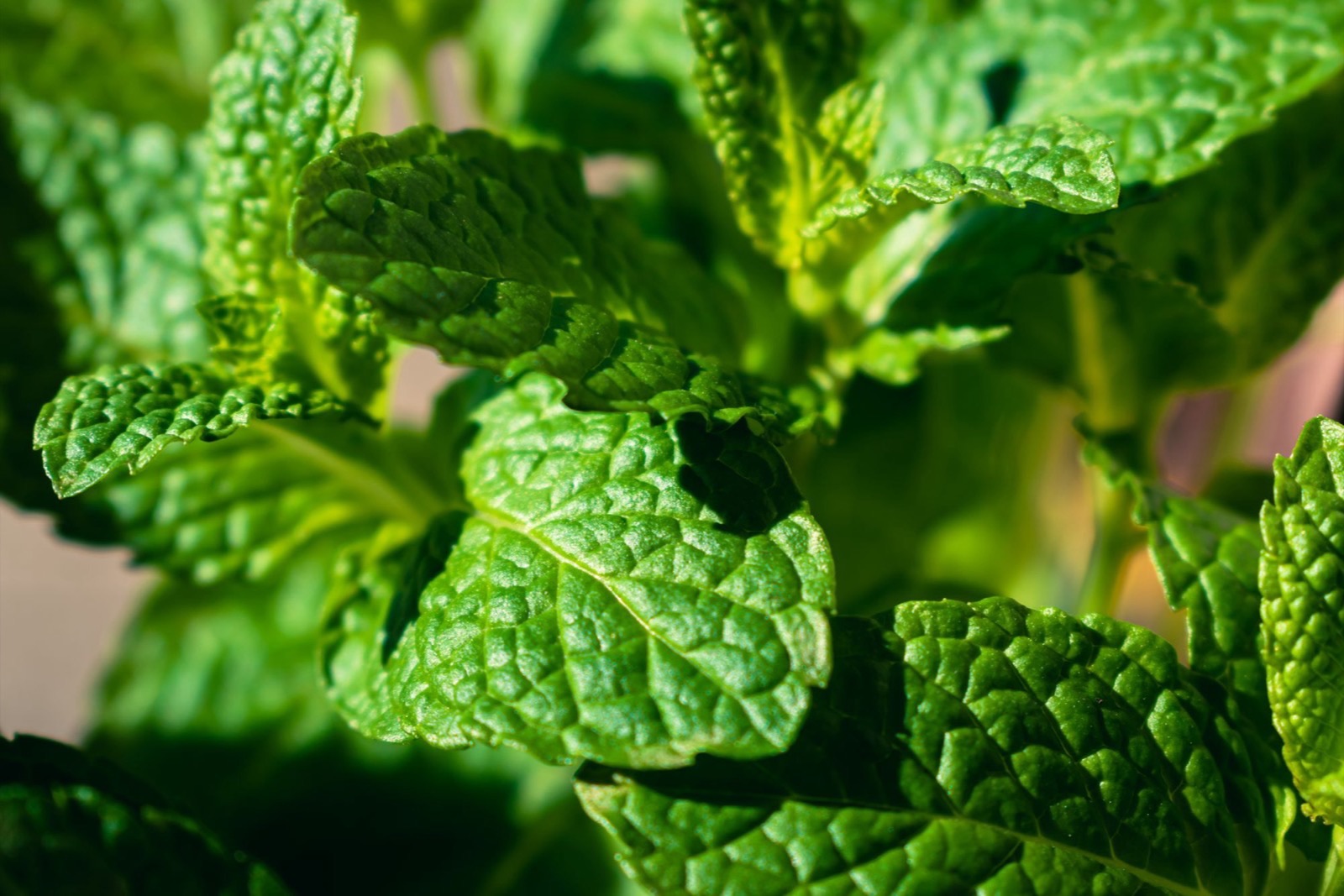 Tinh dầu bạc hà (Mentha piperita) trong mỹ phẩm: độ mát và lưu ý
