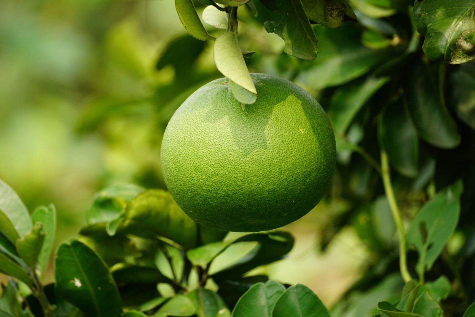 Tinh dầu vỏ bưởi (Citrus Grandis Peel Oil): mọc tóc, nhạy sáng