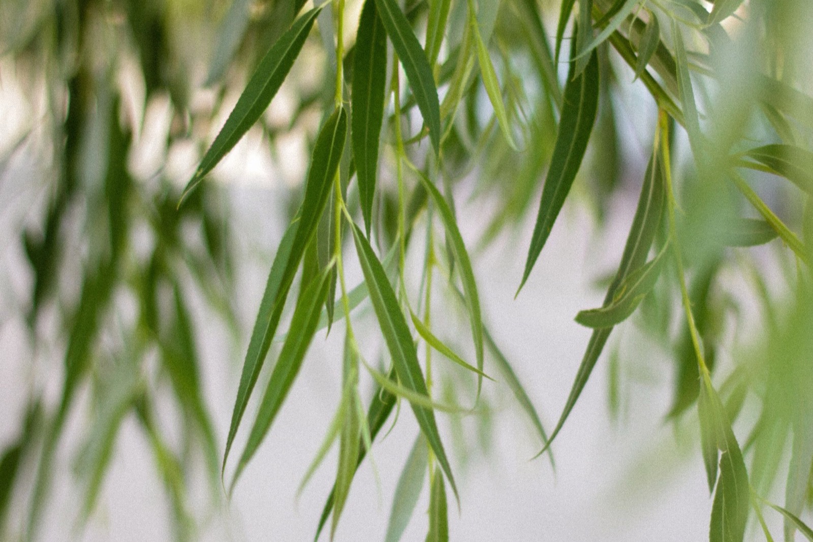 Vỏ liễu trắng (Salix alba) trong mỹ phẩm: có phải BHA tự nhiên?